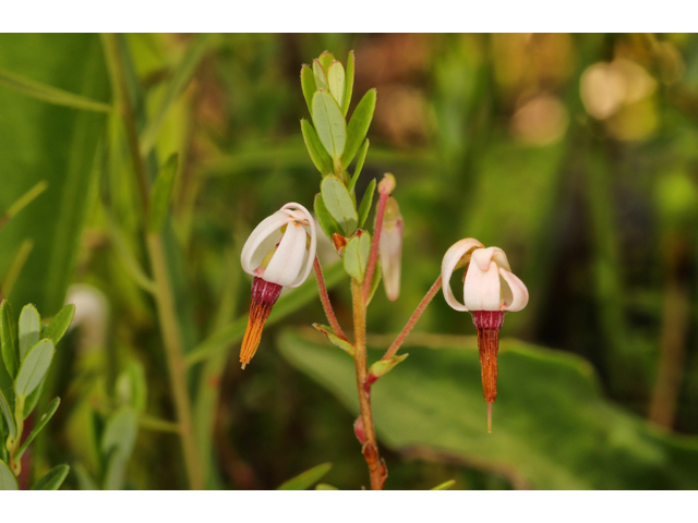 Vaccinium macrocarpon (Cranberry) #60849