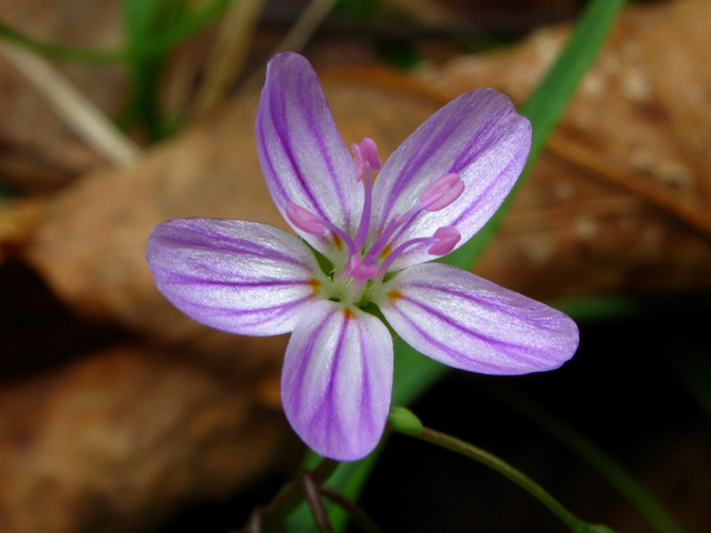 Claytonia virginica (Virginia springbeauty) #61179