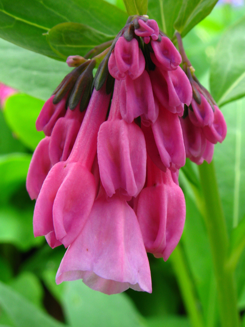 Mertensia virginica (Virginia bluebells) #61181