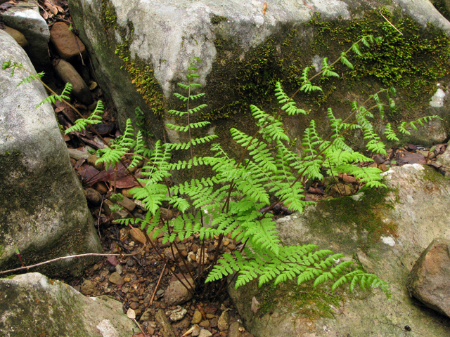 Cystopteris bulbifera (Bulblet bladder fern) #61185