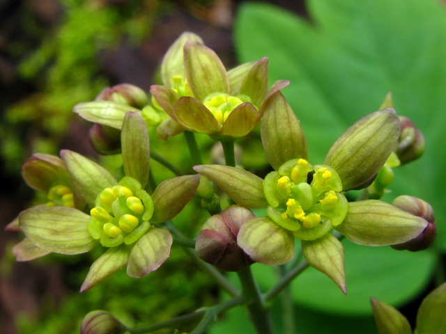 Caulophyllum thalictroides (Blue cohosh) #61186