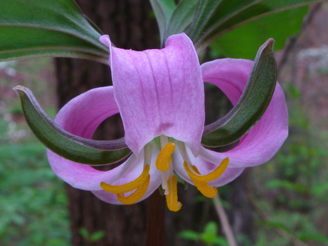 Trillium catesbaei (Bashful wakerobin) #61194