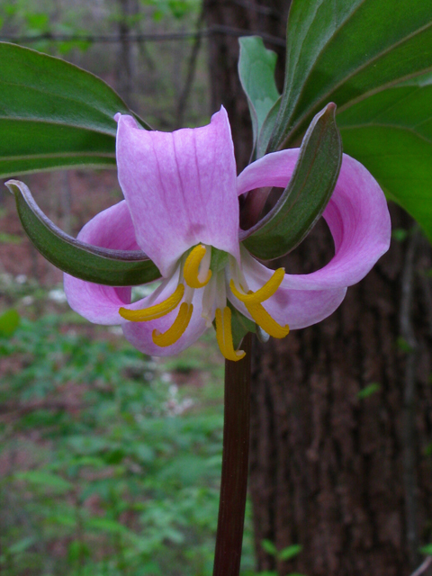 Trillium catesbaei (Bashful wakerobin) #61195