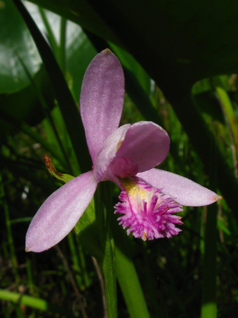 Pogonia ophioglossoides (Rose pogonia) #61203