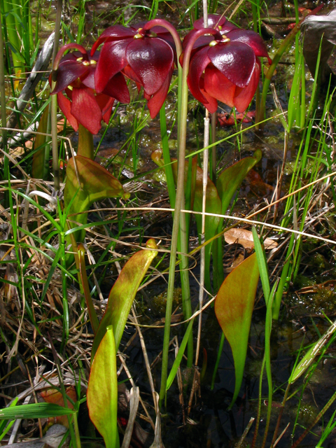 Sarracenia psittacina (Parrot pitcherplant) #61207