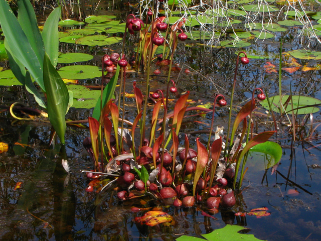 Sarracenia psittacina (Parrot pitcherplant) #61212