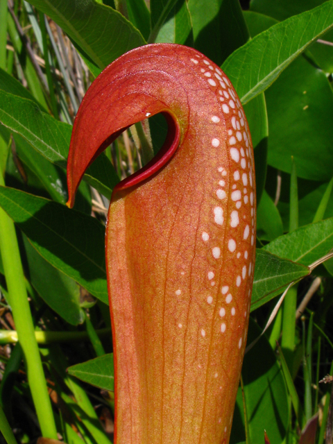 Sarracenia minor (Hooded pitcherplant) #61214