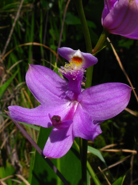 Calopogon tuberosus var. tuberosus (Tuberous grasspink) #61222