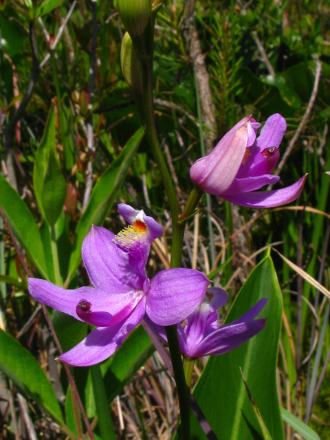 Calopogon tuberosus var. tuberosus (Tuberous grasspink) #61224