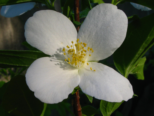 Philadelphus inodorus (Scentless mock orange) #61238