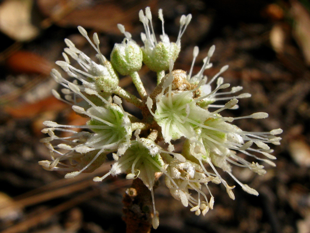 Croton argyranthemus (Healing croton ) #61240