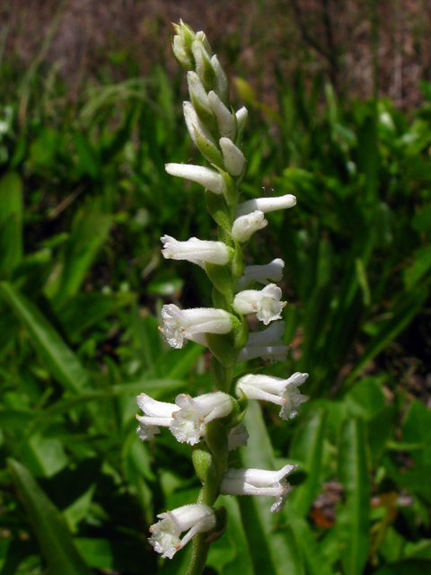 Spiranthes praecox (Greenvein ladies'-tresses) #61243