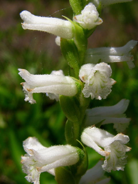 Spiranthes praecox (Greenvein ladies'-tresses) #61244