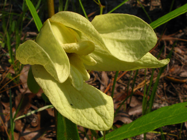 Asimina angustifolia (Slimleaf pawpaw) #61246