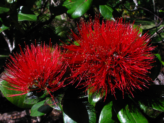 Metrosideros polymorpha (Lehua) #61275