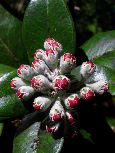 Metrosideros polymorpha (Lehua) #61276