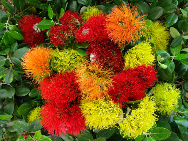 Metrosideros polymorpha (Lehua) #61277