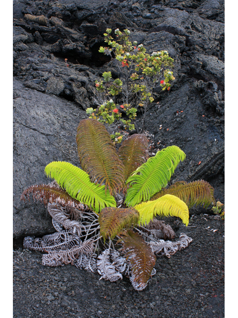 Metrosideros polymorpha (Lehua) #61291