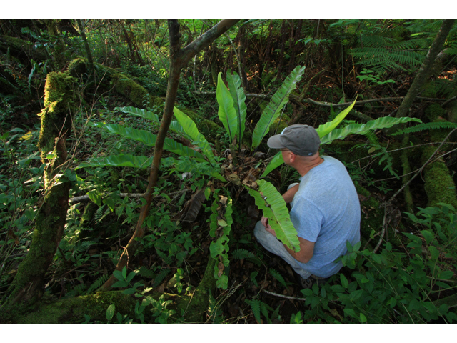 Asplenium nidus (Hawai'i birdnest fern) #61293