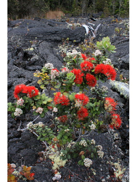 Metrosideros polymorpha (Lehua) #61294