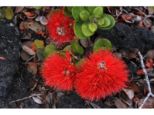 Metrosideros polymorpha (Lehua) #61295