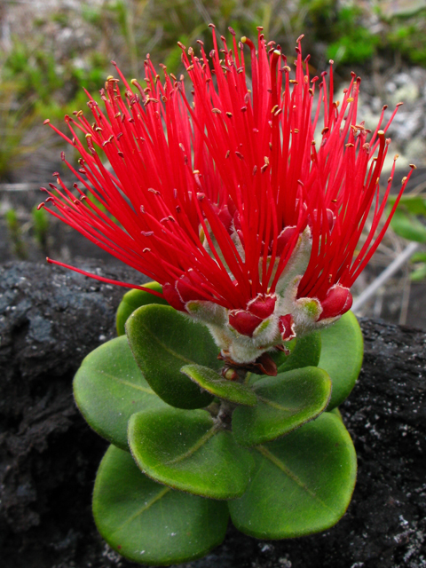 Metrosideros polymorpha (Lehua) #61310