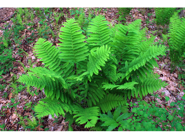 Osmunda claytoniana (Interrupted fern) #61331