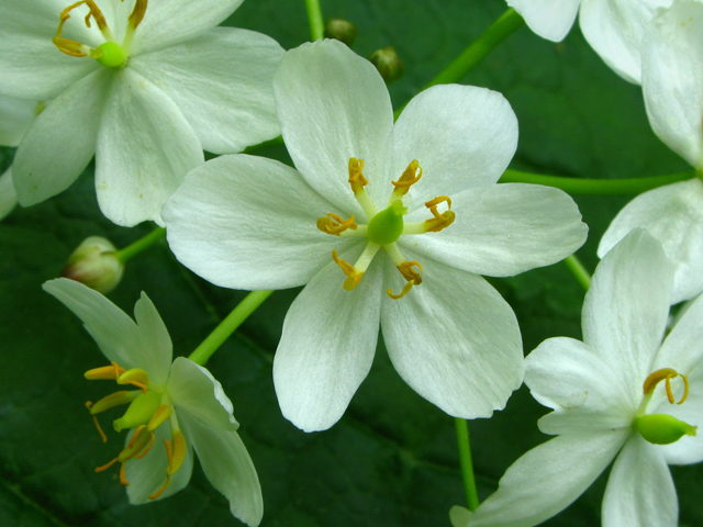 Diphylleia cymosa (American umbrellaleaf) #61335