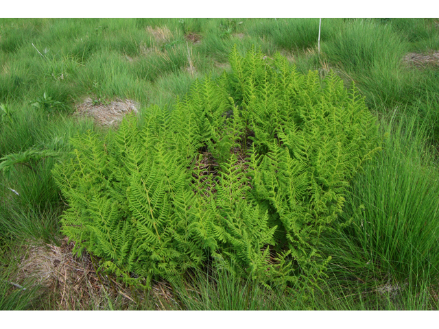 Athyrium filix-femina ssp. asplenioides (Southern lady fern) #61350