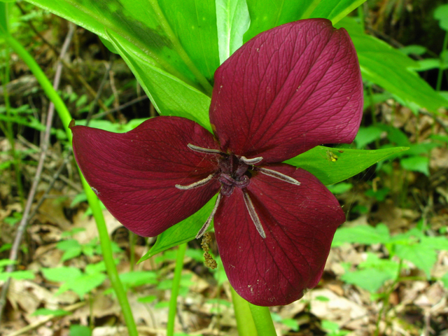 Trillium vaseyi (Sweet trillium) #61365