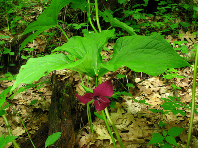 Trillium vaseyi (Sweet trillium) #61366