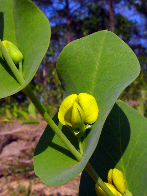 Baptisia perfoliata (Catbells) #61371