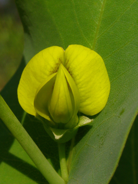 Baptisia perfoliata (Catbells) #61374