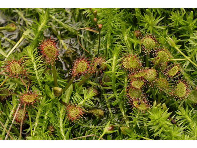 Drosera capillaris (Pink sundew) #63930