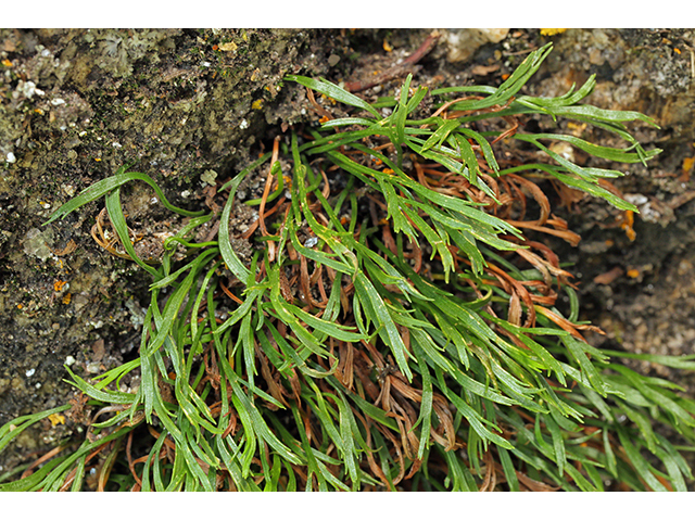 Asplenium septentrionale (Forked spleenwort) #63947