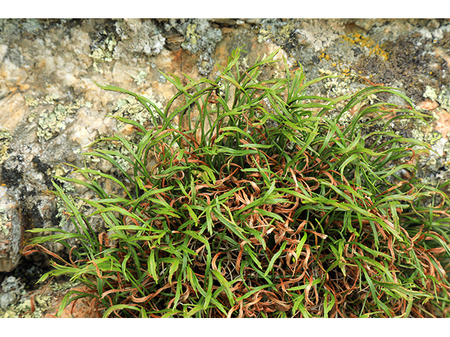 Asplenium septentrionale (Forked spleenwort) #63948