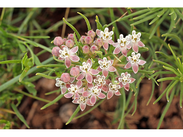 Asclepias pumila (Plains milkweed) #63950