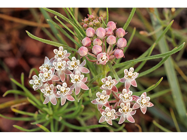 Asclepias pumila (Plains milkweed) #63981