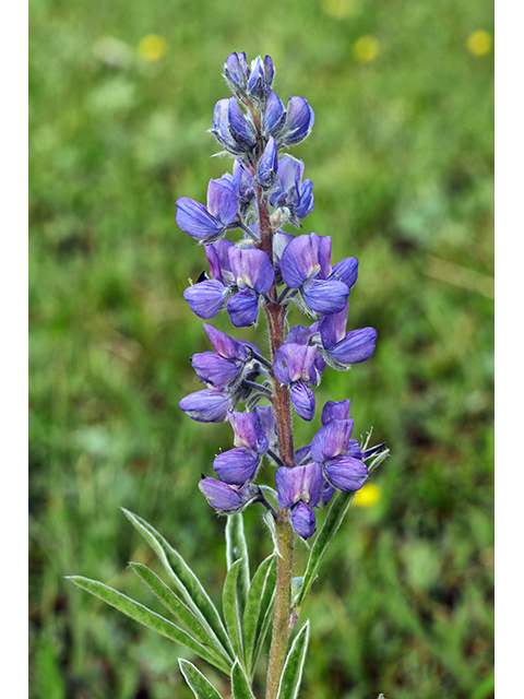 Lupinus argenteus (Silvery lupine) #63985