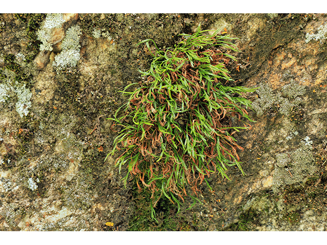 Asplenium septentrionale (Forked spleenwort) #63992