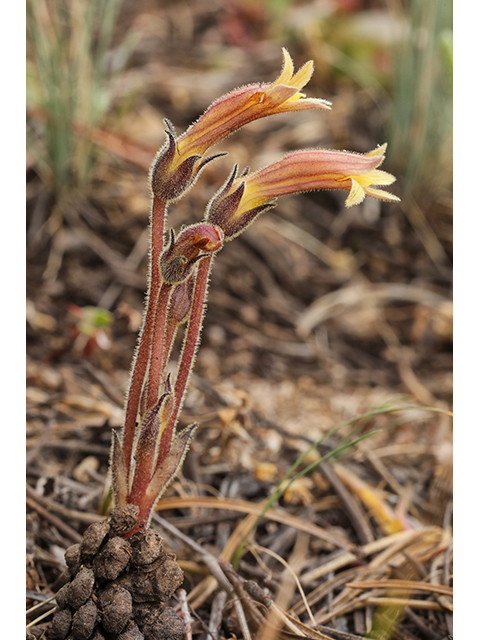 Orobanche fasciculata (Clustered broomrape) #63997