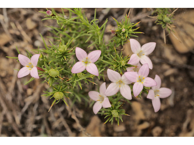 Houstonia acerosa (Needleleaf bluet) #64003