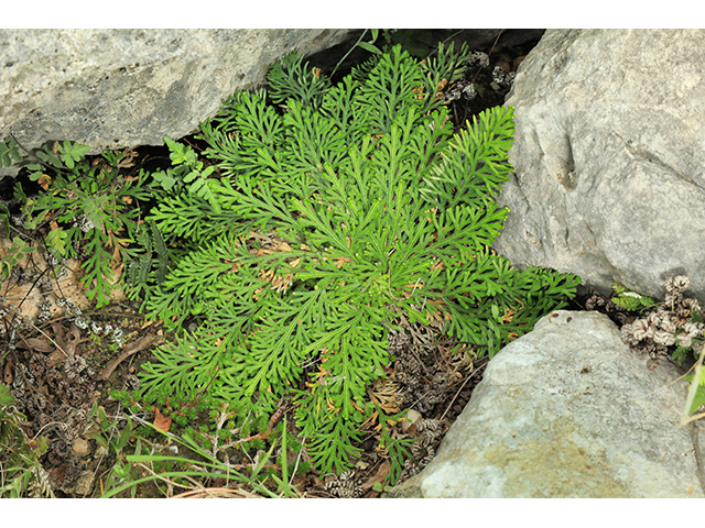 Selaginella lepidophylla (Flower of stone) #64019