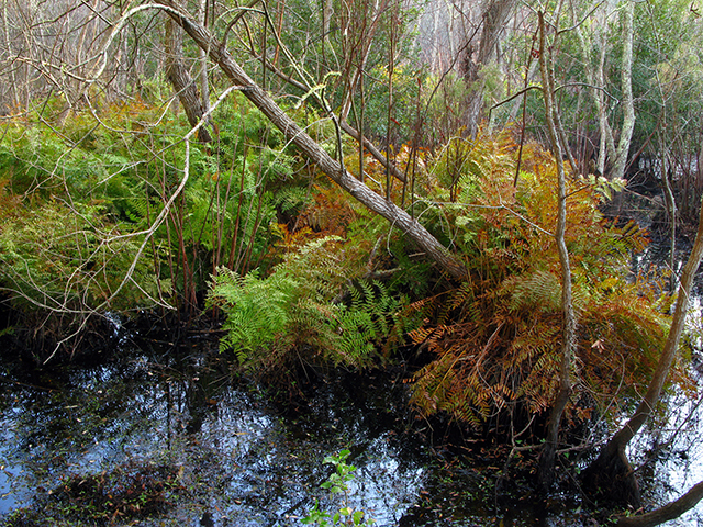 Osmunda regalis var. spectabilis (Royal fern) #64028