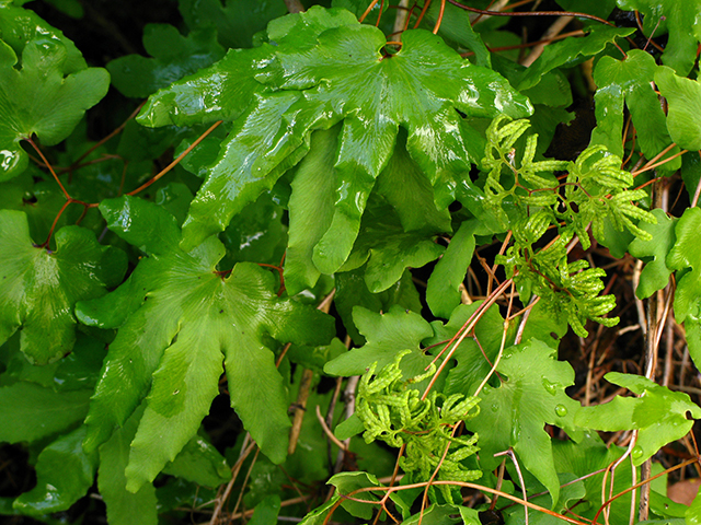 Lygodium palmatum (American climbing fern) #64034