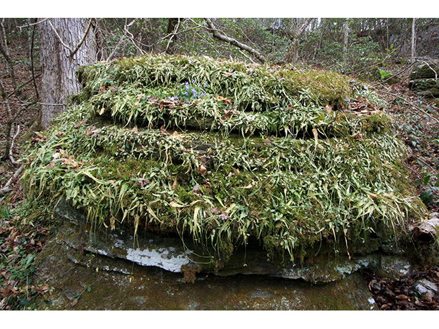 Asplenium rhizophyllum (Walking fern) #64042