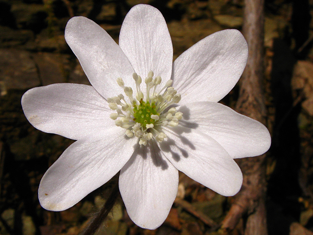 Hepatica nobilis var. acuta (Sharplobe hepatica) #64076