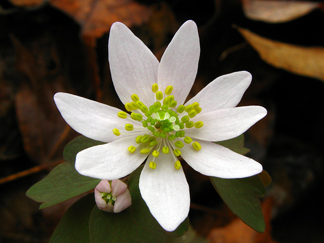 Thalictrum thalictroides (Rue anemone) #64078