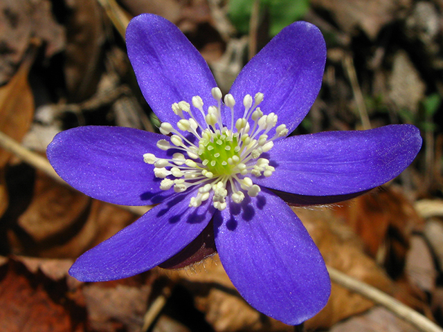 Hepatica nobilis var. acuta (Sharplobe hepatica) #64082