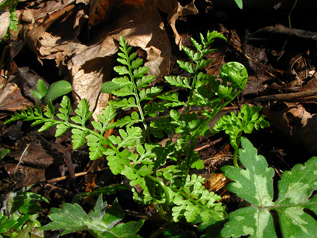 Cystopteris protrusa (Lowland bladderfern) #64083